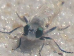 Laphystia