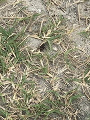 Orthoptera