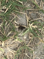 Orthoptera
