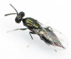 Euderus albitarsis