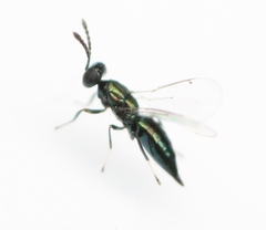 Euderus albitarsis