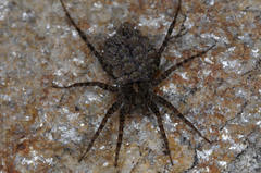 Pardosa