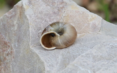 Campylaea illyrica