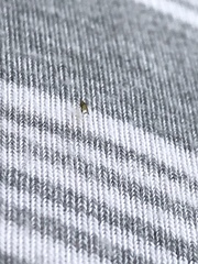 Diptera