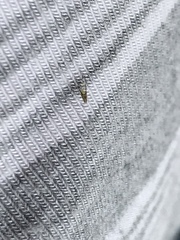 Diptera