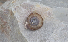 Campylaea illyrica