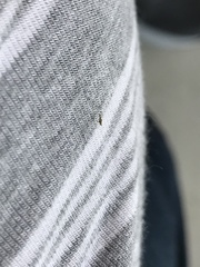 Diptera