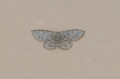 Idaea typicata