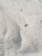 Gryllodes sigillatus