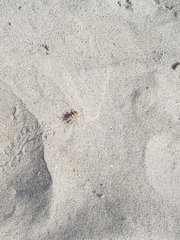 Gryllodes sigillatus