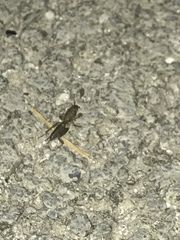 Orthoptera