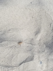 Gryllodes sigillatus