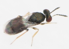 Microlycus virens