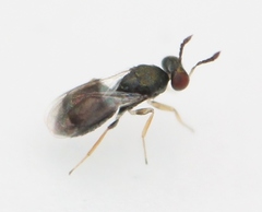 Microlycus virens