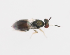 Microlycus virens