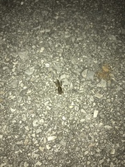 Orthoptera