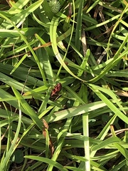 Prosapia bicincta