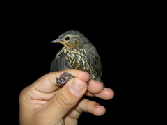 Premnoplex brunnescens