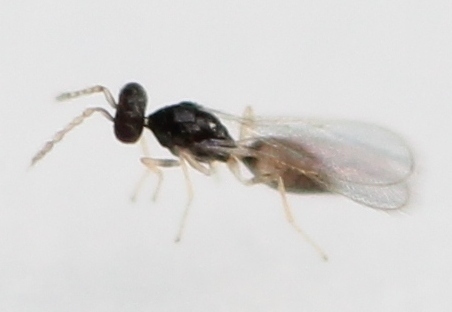 Mischotetrastichus