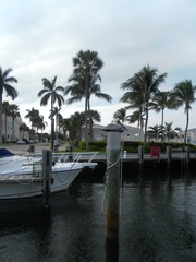 Pelecanus occidentalis