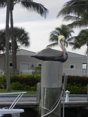 Pelecanus occidentalis