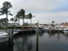 Pelecanus occidentalis