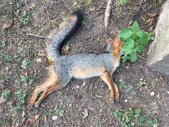 Urocyon cinereoargenteus