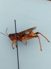 Melanoplus sanguinipes