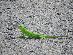 Ctenosaura acanthura