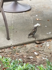 Sturnus vulgaris