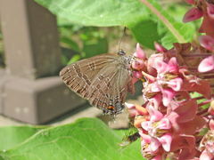 Satyrium caryaevorus