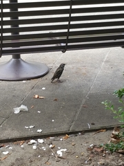 Sturnus vulgaris