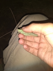 Capnobotes occidentalis