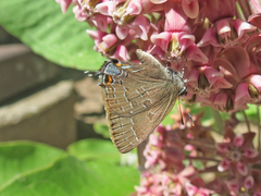 Satyrium caryaevorus