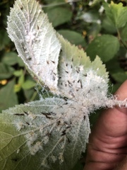 Phylloplecta tripunctata