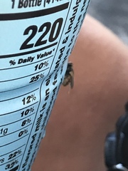 Diptera