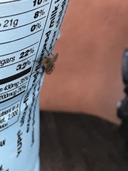 Diptera