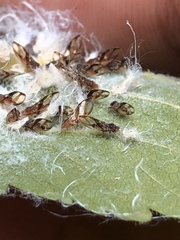 Phylloplecta tripunctata