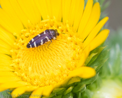Acmaeodera macra