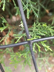 Salticus scenicus