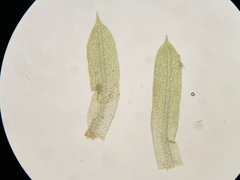 Weissia brachycarpa