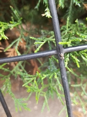 Salticus scenicus