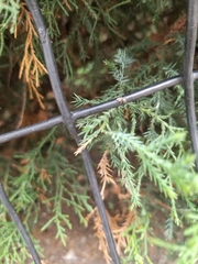 Salticus scenicus