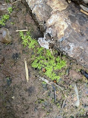 Weissia brachycarpa
