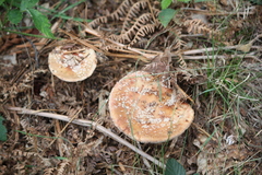 Amanita rubescens