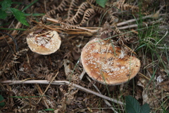 Amanita rubescens
