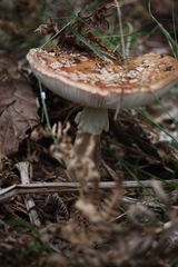 Amanita rubescens