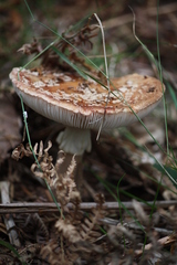 Amanita rubescens