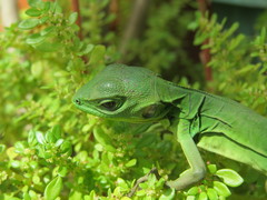 Ctenosaura acanthura