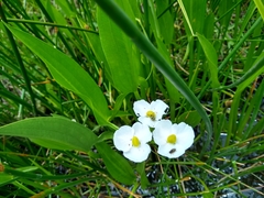 Sagittaria macrophylla